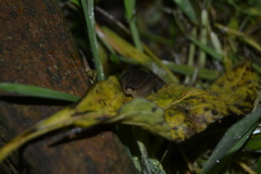 Geomalacus anguiformis