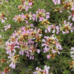 Pleurophora patagonica