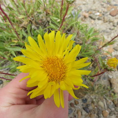 Grindelia