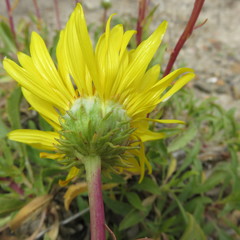 Grindelia