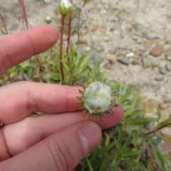 Grindelia