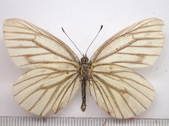 Pieris melete