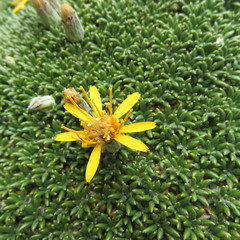 Brachyclados caespitosus