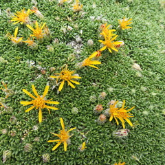 Brachyclados caespitosus