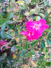 Phragmidium mucronatum