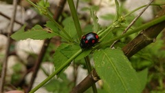 Labidomera suturella