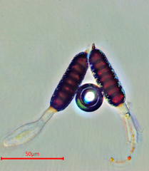 Phragmidium mucronatum