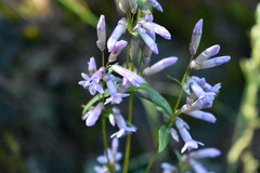 Gentianella wislizeni