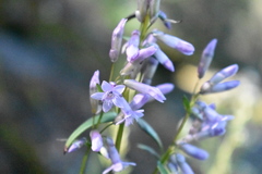 Gentianella wislizeni