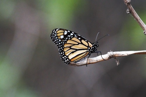 Southern Monarch