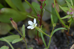 Allophyllum capillare
