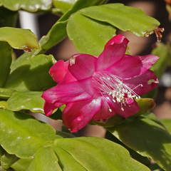 Schlumbergera buckleyi