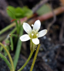 Allophyllum capillare
