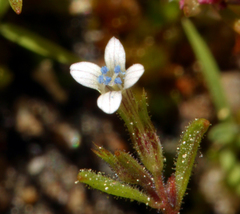 Allophyllum capillare