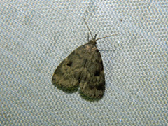 Parahypenodes quadralis