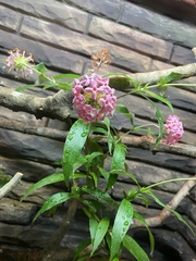 Arachnothryx leucophylla