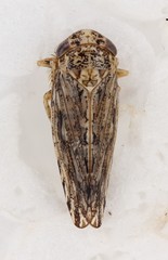 Phlepsanus