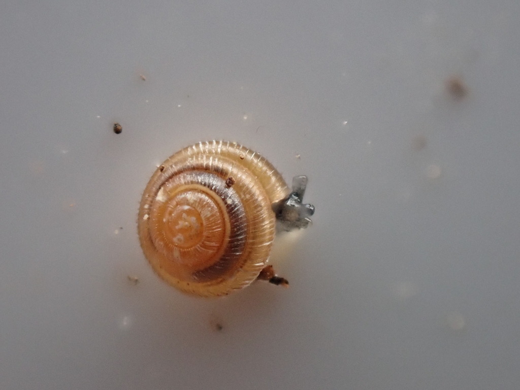Plated Snail