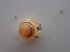 Spermodea lamellata