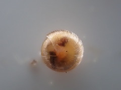 Spermodea lamellata