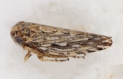 Phlepsanus