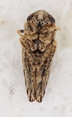 Phlepsanus