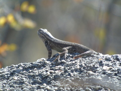 Sceloporus licki