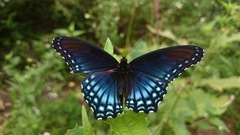 Limenitis arthemis arizonensis