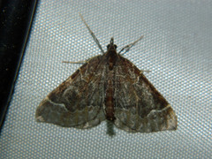 Eulithis flavibrunneata