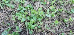 Salvia farinacea