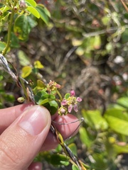 Heteropterys purpurea