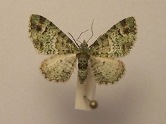 Pasiphila bilineolata