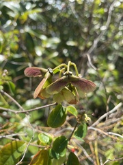 Heteropterys purpurea