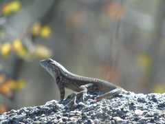 Sceloporus licki