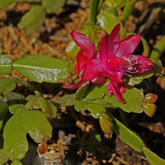 Schlumbergera buckleyi