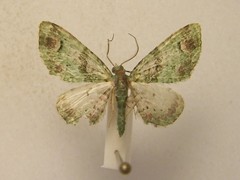 Pasiphila semochlora