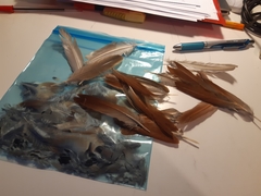 Alectoris rufa hispanica