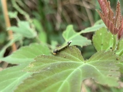 Graphium agamemnon