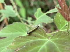 Graphium agamemnon