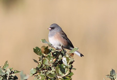 Junco hyemalis mearnsi
