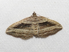 Costaconvexa polygrammata