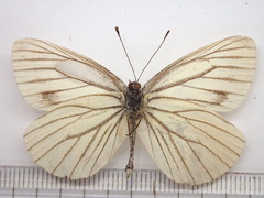 Pieris melete