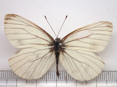 Pieris melete