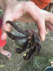 Coenobita clypeatus