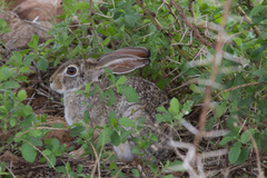 Lepus victoriae