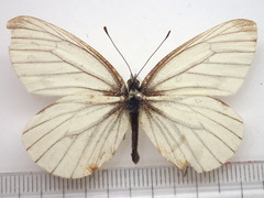 Pieris melete