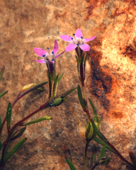 Allophyllum capillare