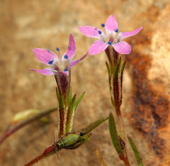 Allophyllum capillare
