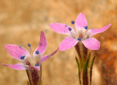 Allophyllum capillare