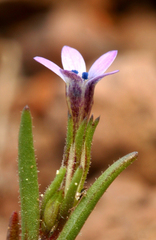 Allophyllum capillare